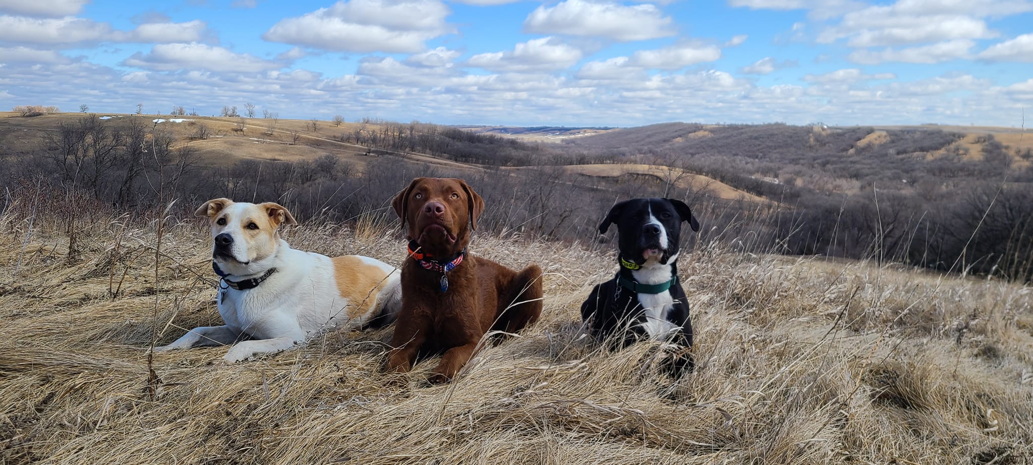 Three Dogs Banner