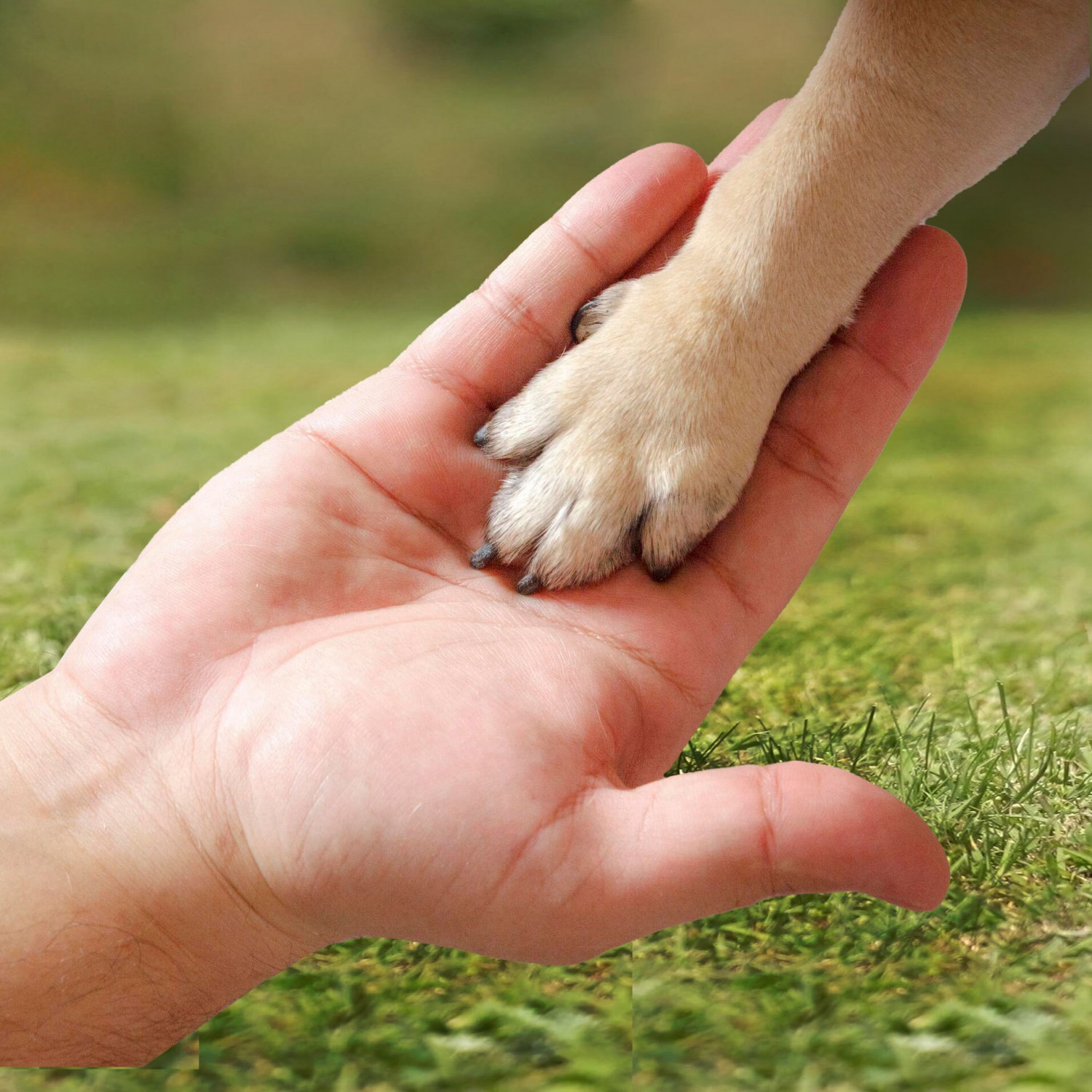 Paw, hand over grassy background